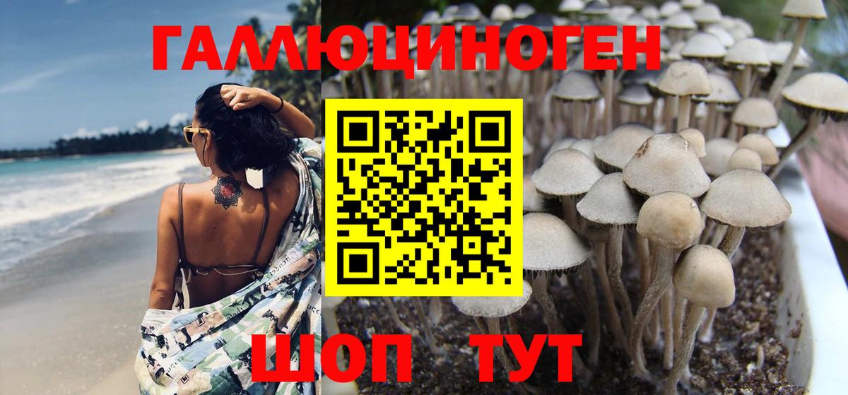 Галлюциногенные грибы Psilocybine cubensis Красноармейск